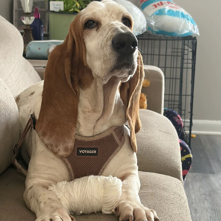 Oscar