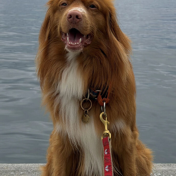 Maggie