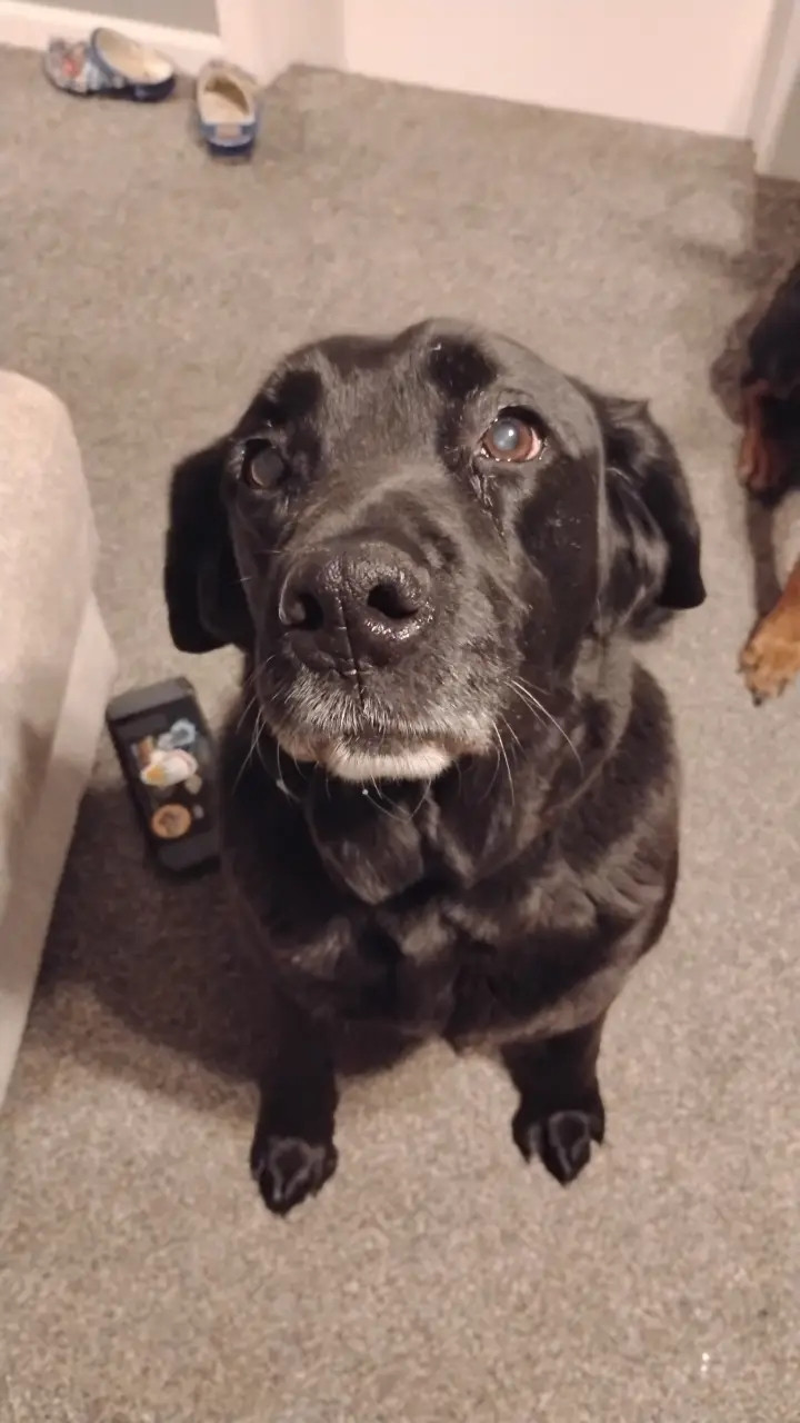 Gave the vet a perfect visit. Treats helped.