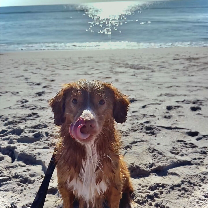 Finn