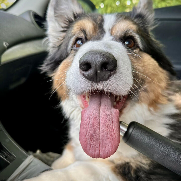 Pepper