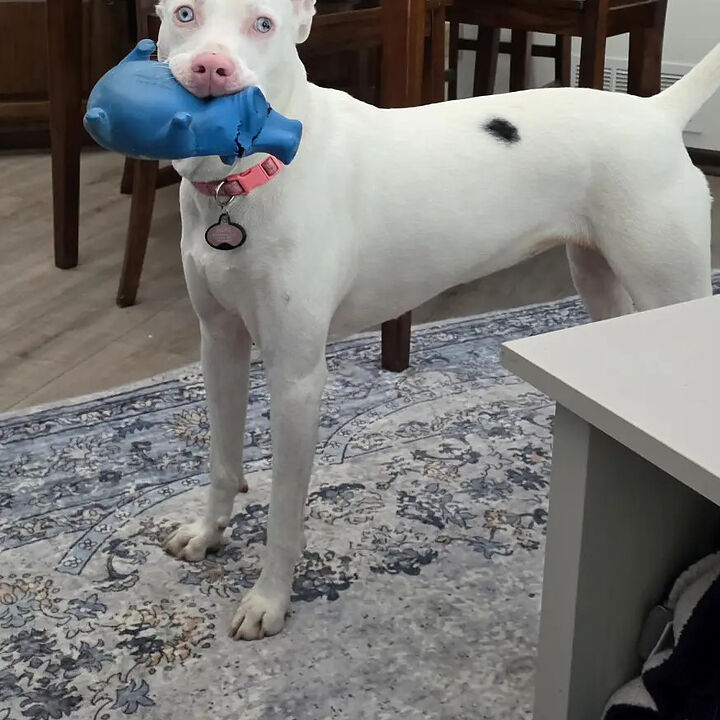Biscuit