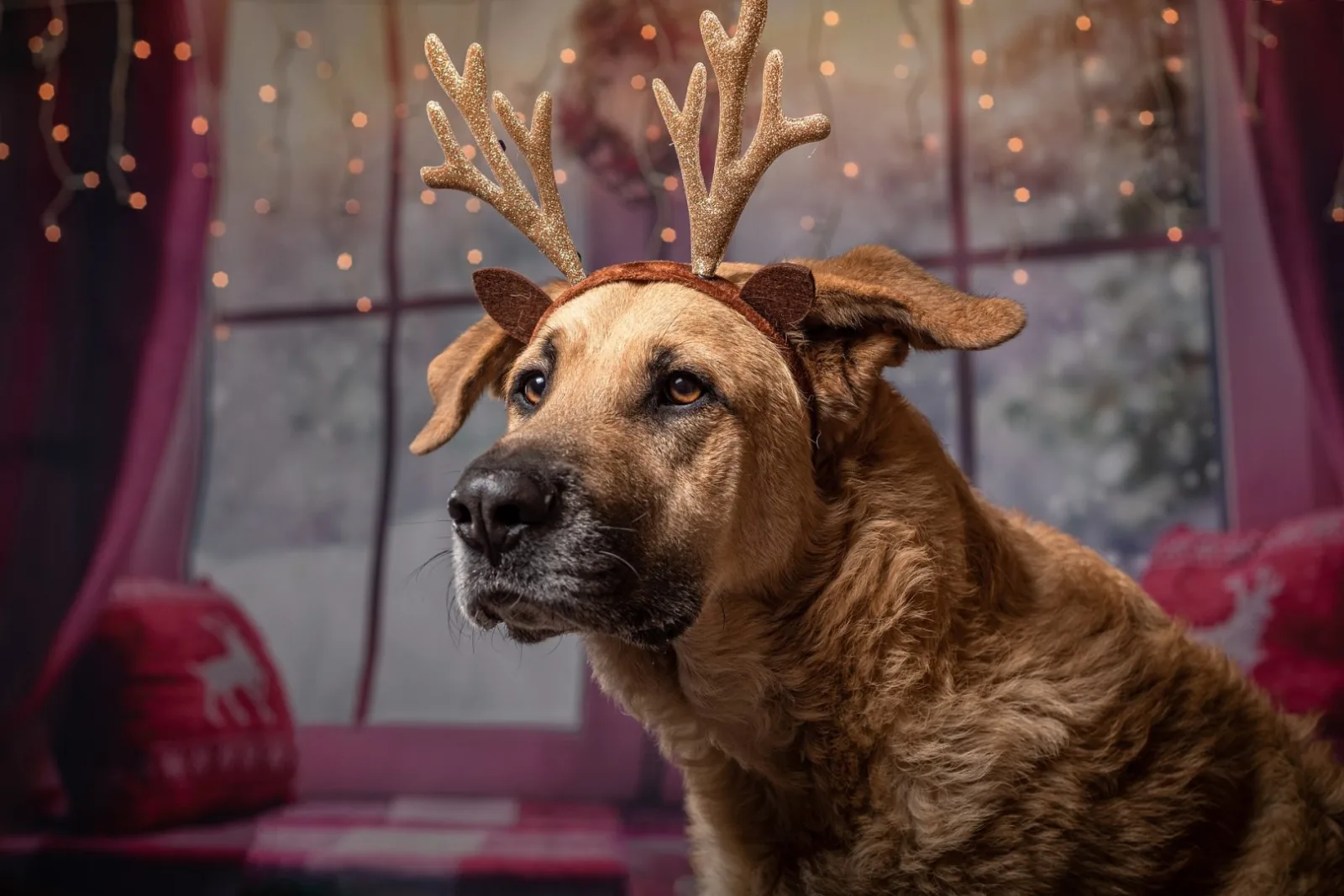 £208.5m of pet gifts will go to waste