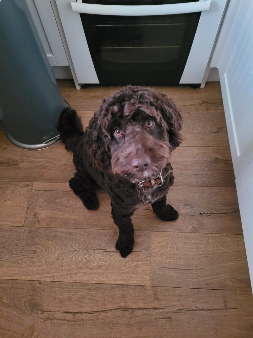 Be Puppywise: look beyond the puppy-dog eyes