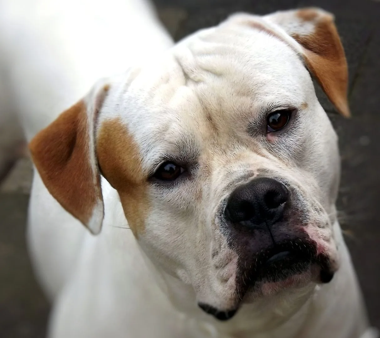 2,160 dogs stolen in the UK in 2022 – six each day!