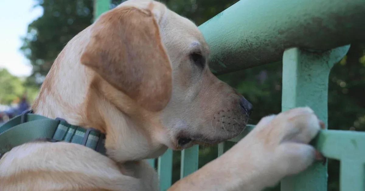 Want to live a longer, healthier human life? Dog brains might hold key information for longevity.