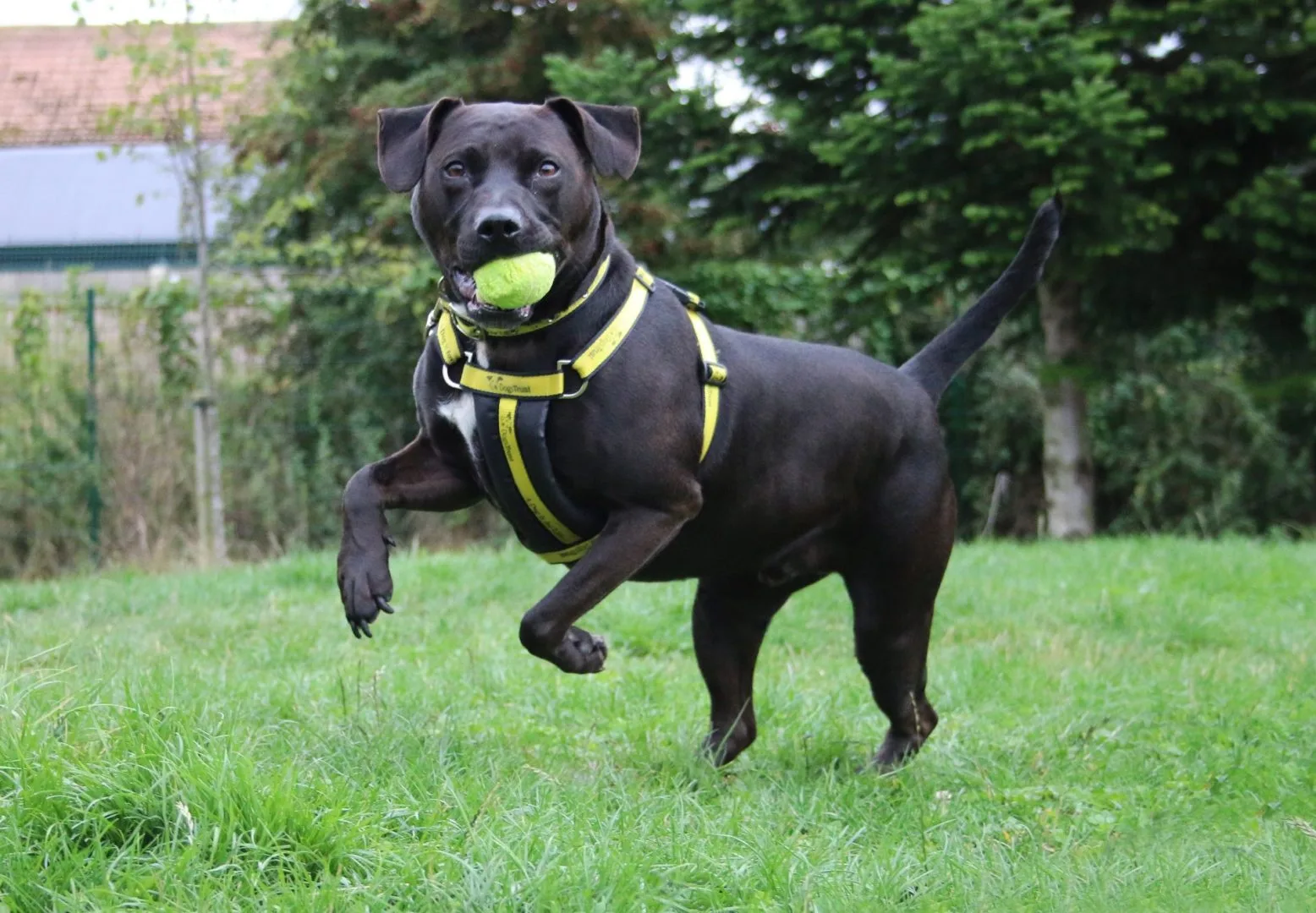 Winston has been waiting three years for a home!