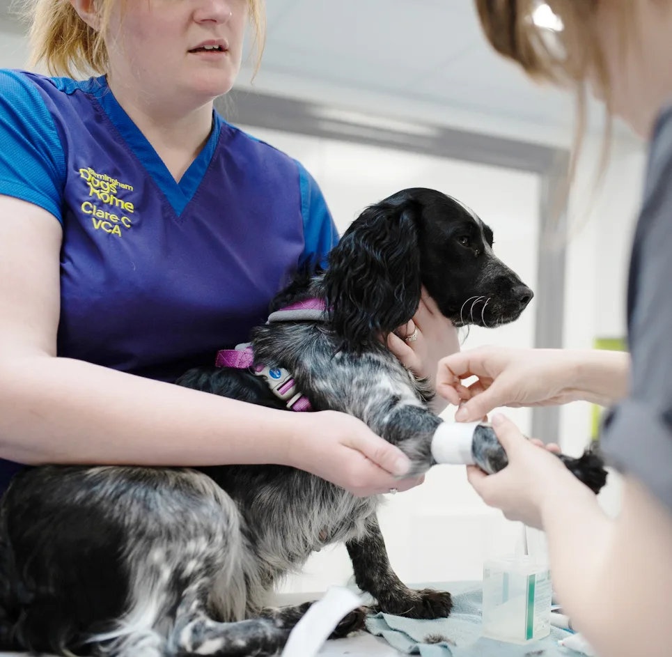 Birmingham Dogs Home opens new vet clinic