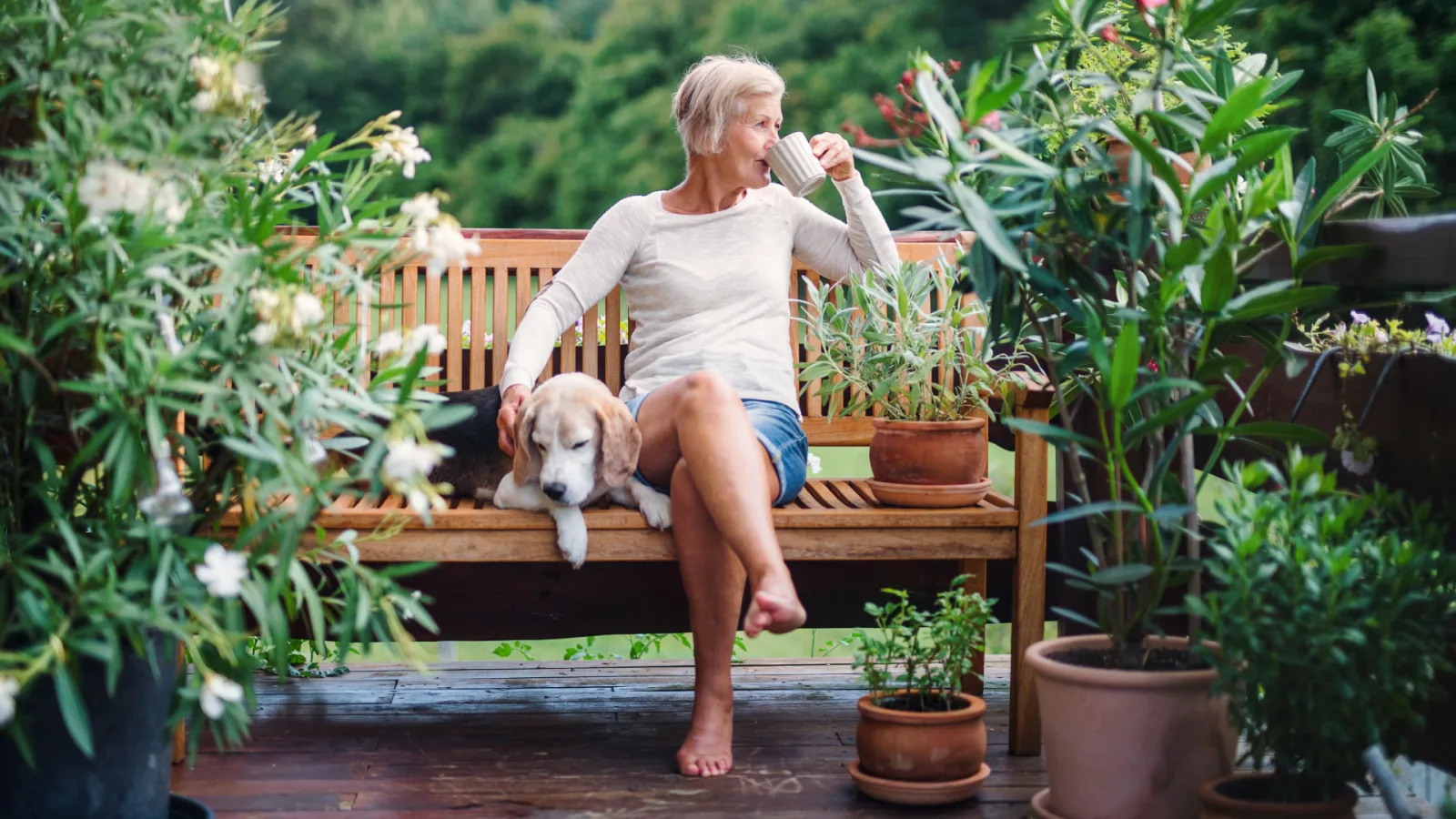 Holidaying with an older dog